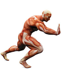 skeletal-and-muscle-benefits-of-ALA